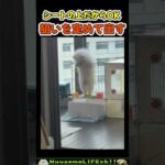 狙い通りに発射する犬w😂【立ち犬】 #犬 #dog(YouTube)