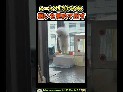 狙い通りに発射する犬w😂【立ち犬】 #犬 #dog(YouTube)