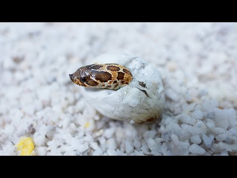 小さな蛇の卵を2ヶ月温めて孵化させる(YouTube)