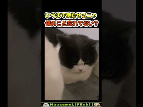 ボク以外の毛玉に触れるニャ😡 【嫉妬ネコ】#猫 #cat(YouTube)