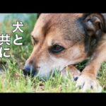 【ライブ】犬と共に生きる！ 19時より配信(YouTube)