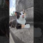 三毛猫が爆音で喉をゴロゴロと鳴らす #猫 #ねこ #cat(YouTube)