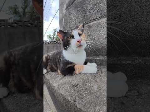三毛猫が爆音で喉をゴロゴロと鳴らす #猫 #ねこ #cat(YouTube)