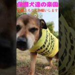 今を懸命に生きる　#骨肉腫 #大型犬のいる生活 #保護犬 #shorts(YouTube)