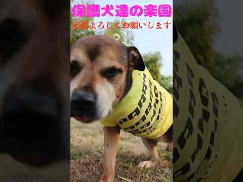 今を懸命に生きる　#骨肉腫 #大型犬のいる生活 #保護犬 #shorts(YouTube)