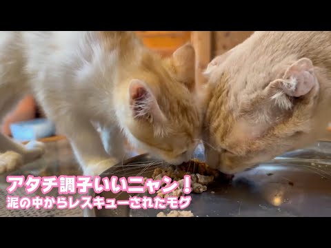 アタチひさしぶりに調子いいニャン！  泥の中からレスキューされたモグ   2025 08 09 2(YouTube)