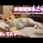 手術頑張るニャン！  応援してにゃ～  泥の中からレスキューされたモグと奥武島で遺棄されたララ   2025 08 26 1(YouTube)