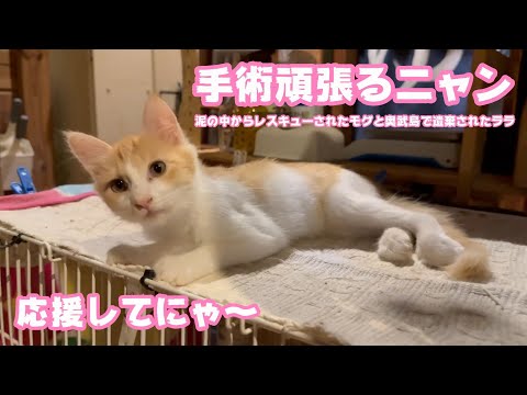 手術頑張るニャン！  応援してにゃ～  泥の中からレスキューされたモグと奥武島で遺棄されたララ   2025 08 26 1(YouTube)