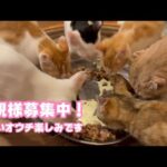 子猫たちの里親様募集中です  みんな可愛くて元気です！  泥の中からレスキューされたモグ    2025 08 15 1(YouTube)