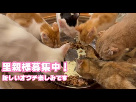 子猫たちの里親様募集中です  みんな可愛くて元気です！  泥の中からレスキューされたモグ    2025 08 15 1(YouTube)