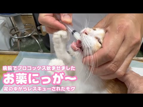 お薬にっが～～～！  これでPが止まれば良いのですが  泥の中からレスキューされたモグ   2025 08 09 1(YouTube)