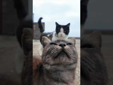 猫島の港の猫たち、塀の上で休んでいます(YouTube)
