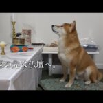 初盆の夜に不思議な体験‥柴犬のこの行動は偶然‥？(YouTube)