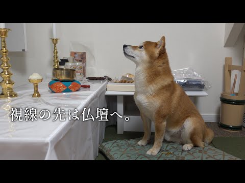 初盆の夜に不思議な体験‥柴犬のこの行動は偶然‥？(YouTube)