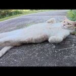 無防備なクリーム猫ちゃんのお腹をモフりまくる！(YouTube)