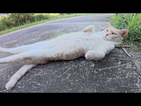 無防備なクリーム猫ちゃんのお腹をモフりまくる！(YouTube)