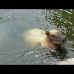 カピバラcapybara(YouTube)