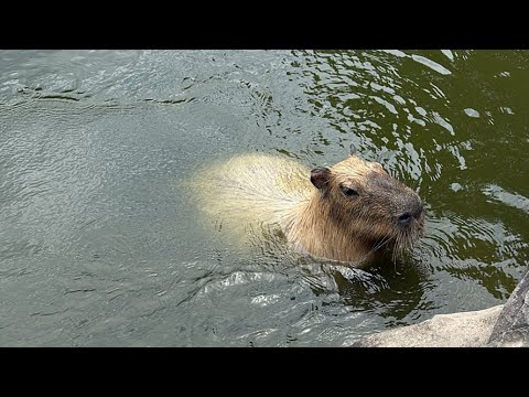 カピバラcapybara(YouTube)
