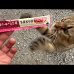 猫が収穫作業を見ていたのでご褒美をあげたら…(YouTube)