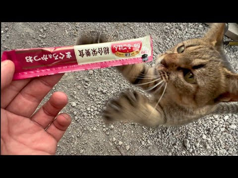 猫が収穫作業を見ていたのでご褒美をあげたら…(YouTube)