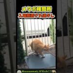 入場拒否で逆ギレする猫w😂 【おデブネコ】#猫 #cat(YouTube)