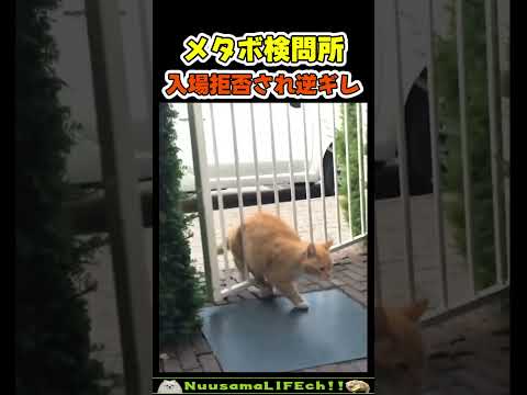 入場拒否で逆ギレする猫w😂 【おデブネコ】#猫 #cat(YouTube)