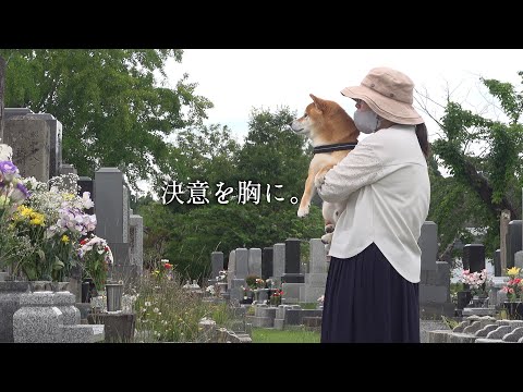 柴犬を連れて‥父とある約束を交わしてきました。(YouTube)