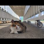 感動猫動画 のライブ配信(YouTube)