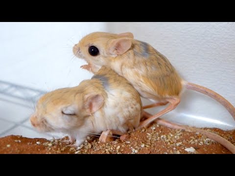 変なネズミが増えました(YouTube)