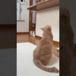 姐さん、何するつもりなん？(YouTube)