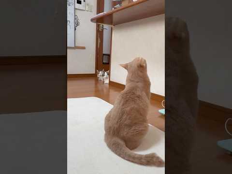 姐さん、何するつもりなん？(YouTube)