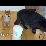 ハチ家に訪れる新たな試練‥試練に振り回される可愛すぎる柴犬の姿に注目です。(YouTube)