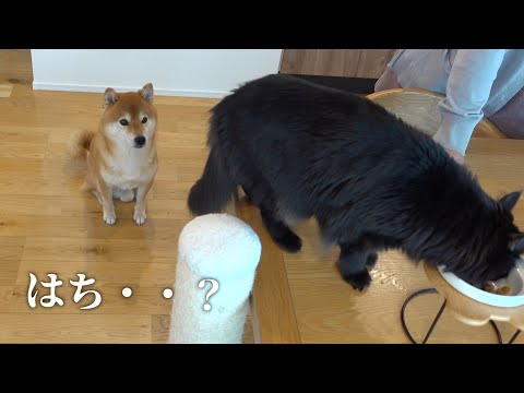 ハチ家に訪れる新たな試練‥試練に振り回される可愛すぎる柴犬の姿に注目です。(YouTube)