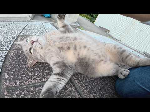 大きなお腹を見せびらかすのに、モフると嫌がるトトロ猫ちゃん(YouTube)