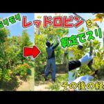 25年間でモリモリに膨張したレッドロビンを愛の剪定でスリムにしたら、一か月半後には‥✂🌲(YouTube)