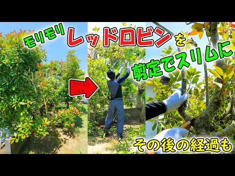 25年間でモリモリに膨張したレッドロビンを愛の剪定でスリムにしたら、一か月半後には‥✂🌲(YouTube)