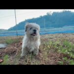 ひとりぼっちになった犬もまた闘っています(YouTube)