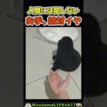 お手を拒否る子犬w【犬】 #犬 #dog(YouTube)