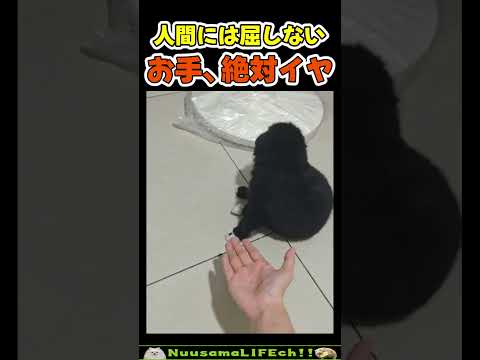 お手を拒否る子犬w【犬】 #犬 #dog(YouTube)