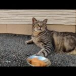 ちゅーるを前にしてもなかなか食べない慎重すぎる猫が可愛すぎる(YouTube)