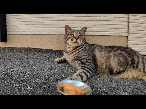 ちゅーるを前にしてもなかなか食べない慎重すぎる猫が可愛すぎる(YouTube)