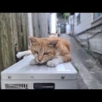 感動猫動画 のライブ配信(YouTube)