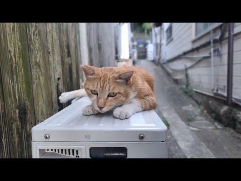 感動猫動画 のライブ配信(YouTube)