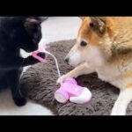 柴犬とお姉ちゃん猫のために頑張る黒猫くんだけど…(YouTube)