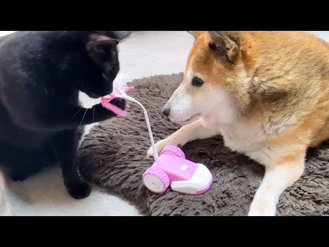 柴犬とお姉ちゃん猫のために頑張る黒猫くんだけど…(YouTube)