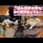 ごはんはまぁまぁニャ  なに贅沢言ってるニャン   奥武島で遺棄されたララと泥の中からレスキューされたモグ    2025 08 19 2(YouTube)