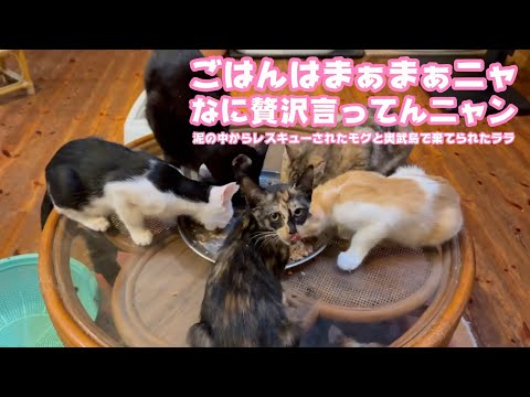 ごはんはまぁまぁニャ  なに贅沢言ってるニャン   奥武島で遺棄されたララと泥の中からレスキューされたモグ    2025 08 19 2(YouTube)