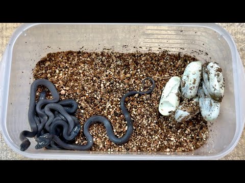 まさかの黒いヘビが産まれてきました(YouTube)