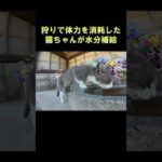 狩りで体力を消耗した猫ちゃんが水分補給 #猫 #ねこ #cat(YouTube)