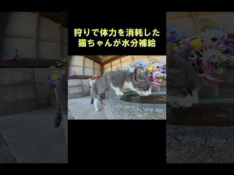狩りで体力を消耗した猫ちゃんが水分補給 #猫 #ねこ #cat(YouTube)